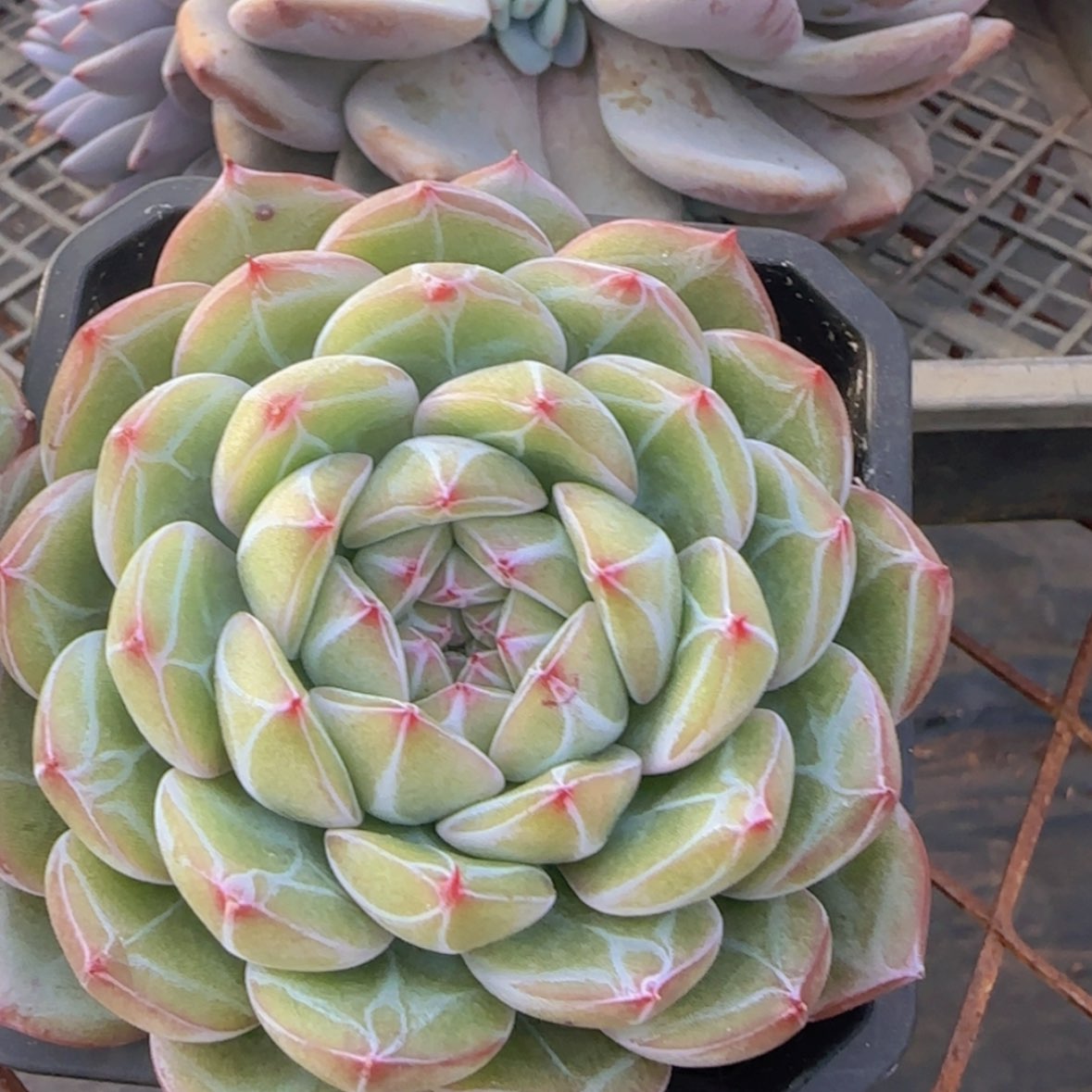 【闪购商品】雪花珍妮9.9