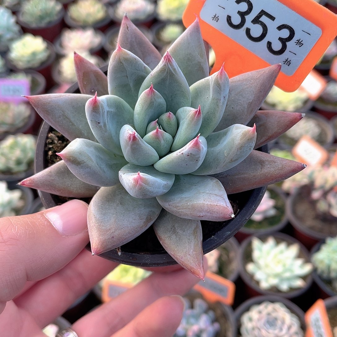 蜜卡353号多肉植物