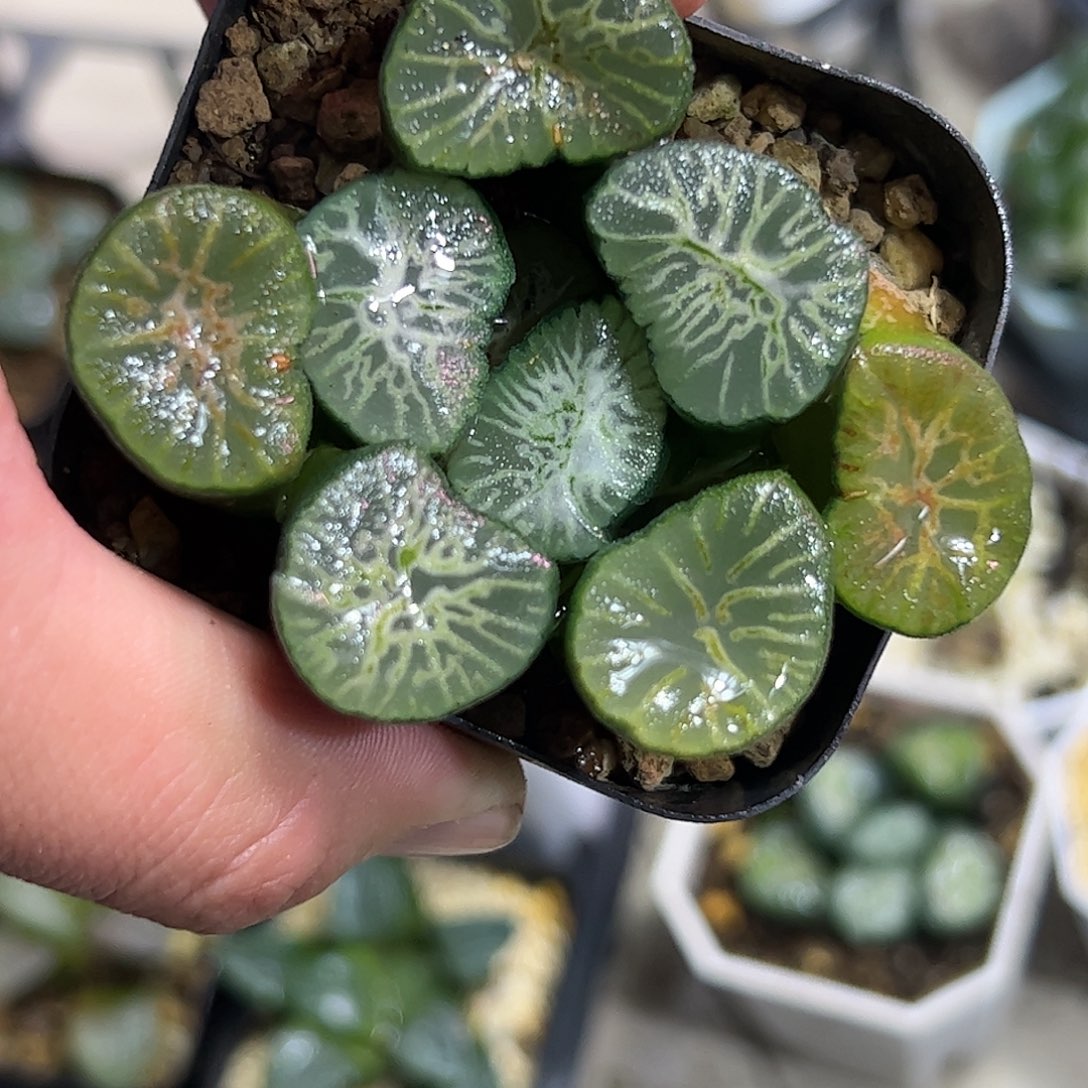 翡翠龙万象十二卷多肉