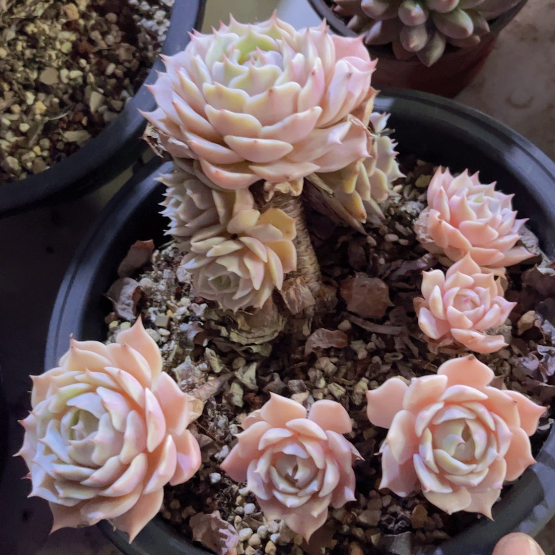 露娜莲31235多肉植物