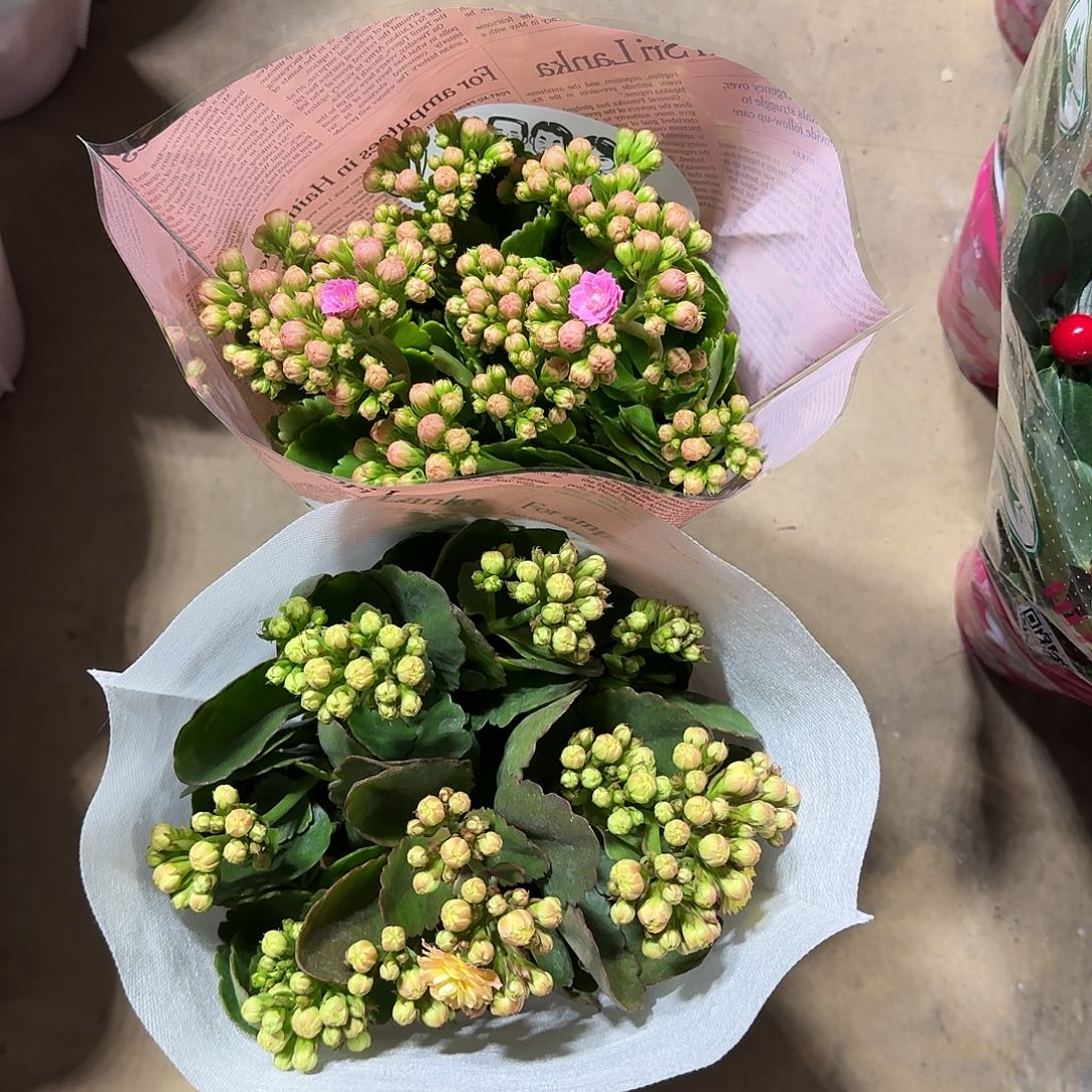 完全开放两盆长寿花