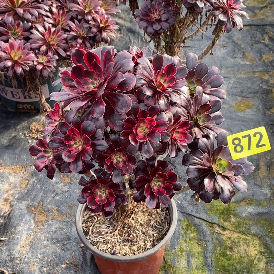 香奈红色多肉法师变异872