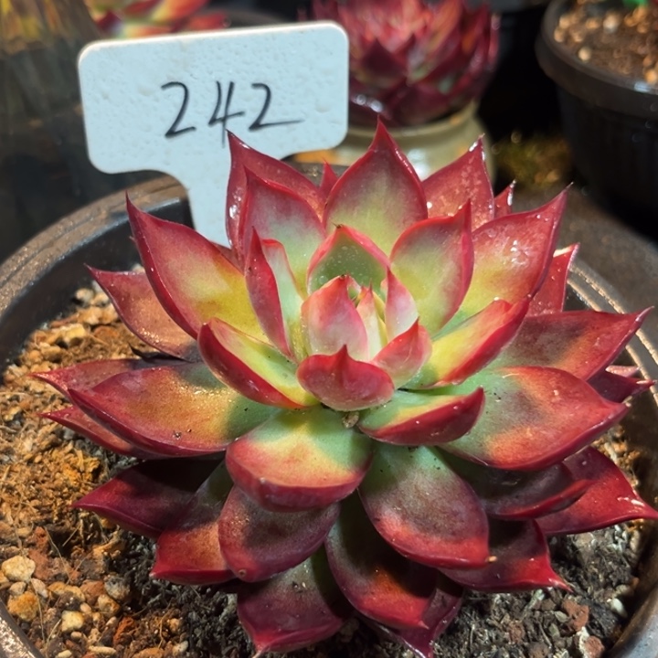 惊鸿一物一拍包装收缩花旱242