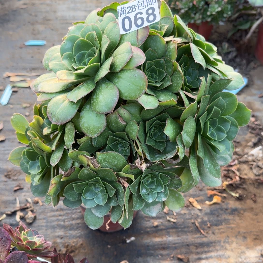 绿玫瑰多肉068满28包邮断枝不包