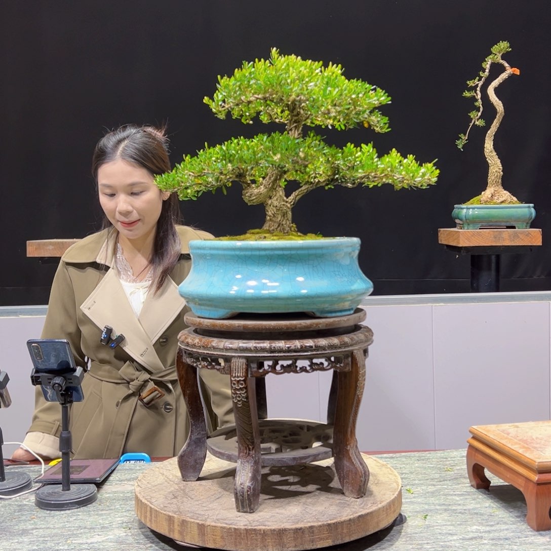 绿植黄杨盆景盆景