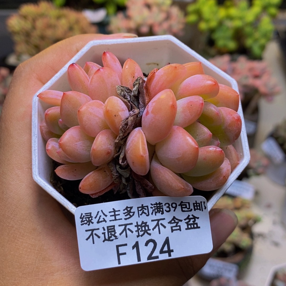 124冰橙多肉肉5cm