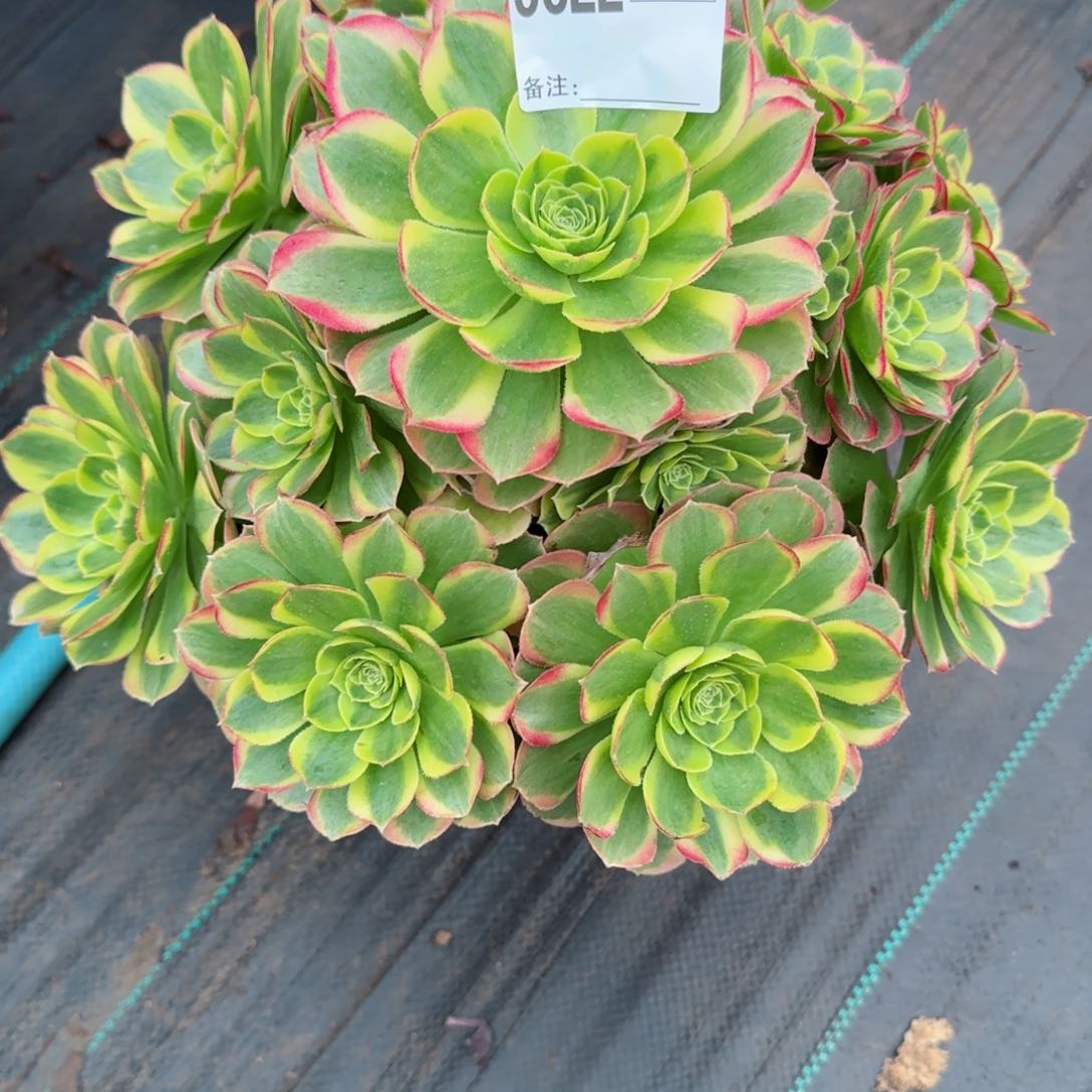 森*5822多肉万奶白多肉多肉