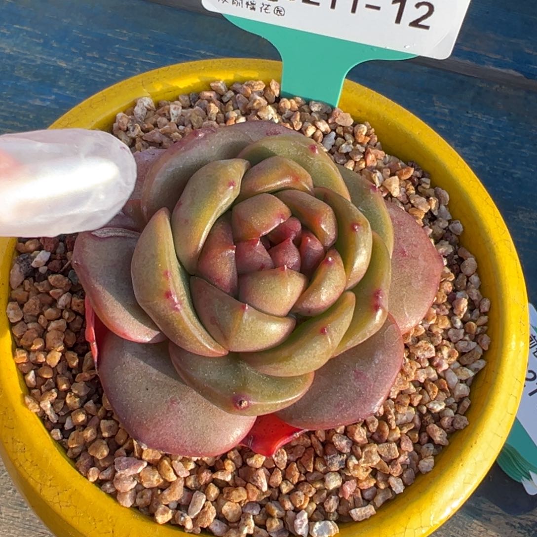 从前慢多肉精选编号0211.12