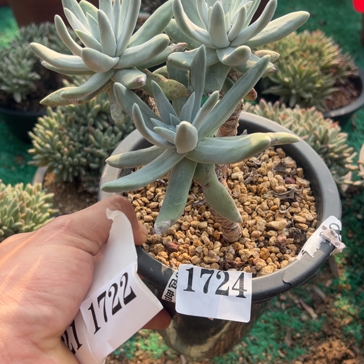 724号初霜多肉植物老庄