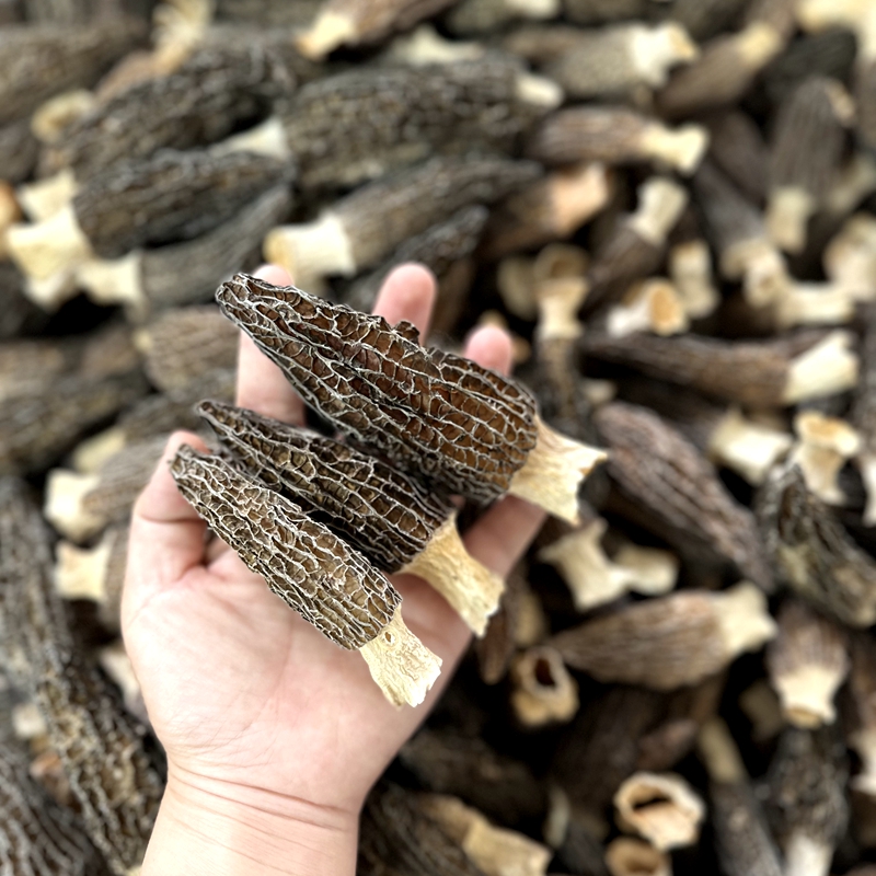 自产自销山区羊肚菌临时链接实物以直播间为准