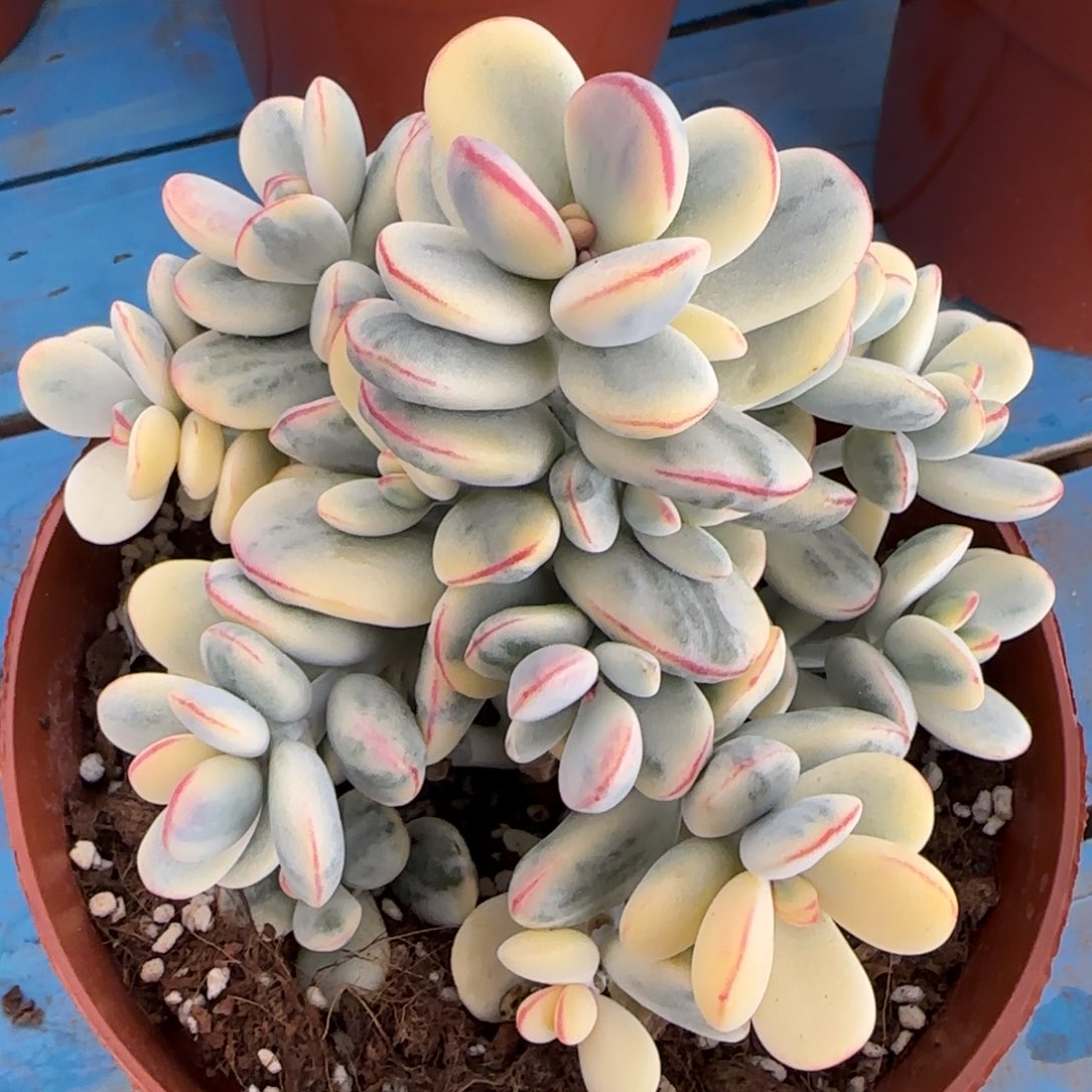 乒乓福娘锦多肉植物