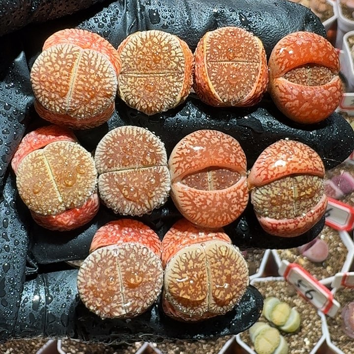 生石花233:/。  73