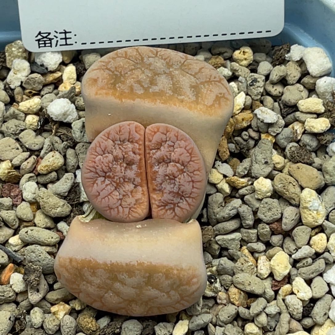 6718荒玉。    拿铁261