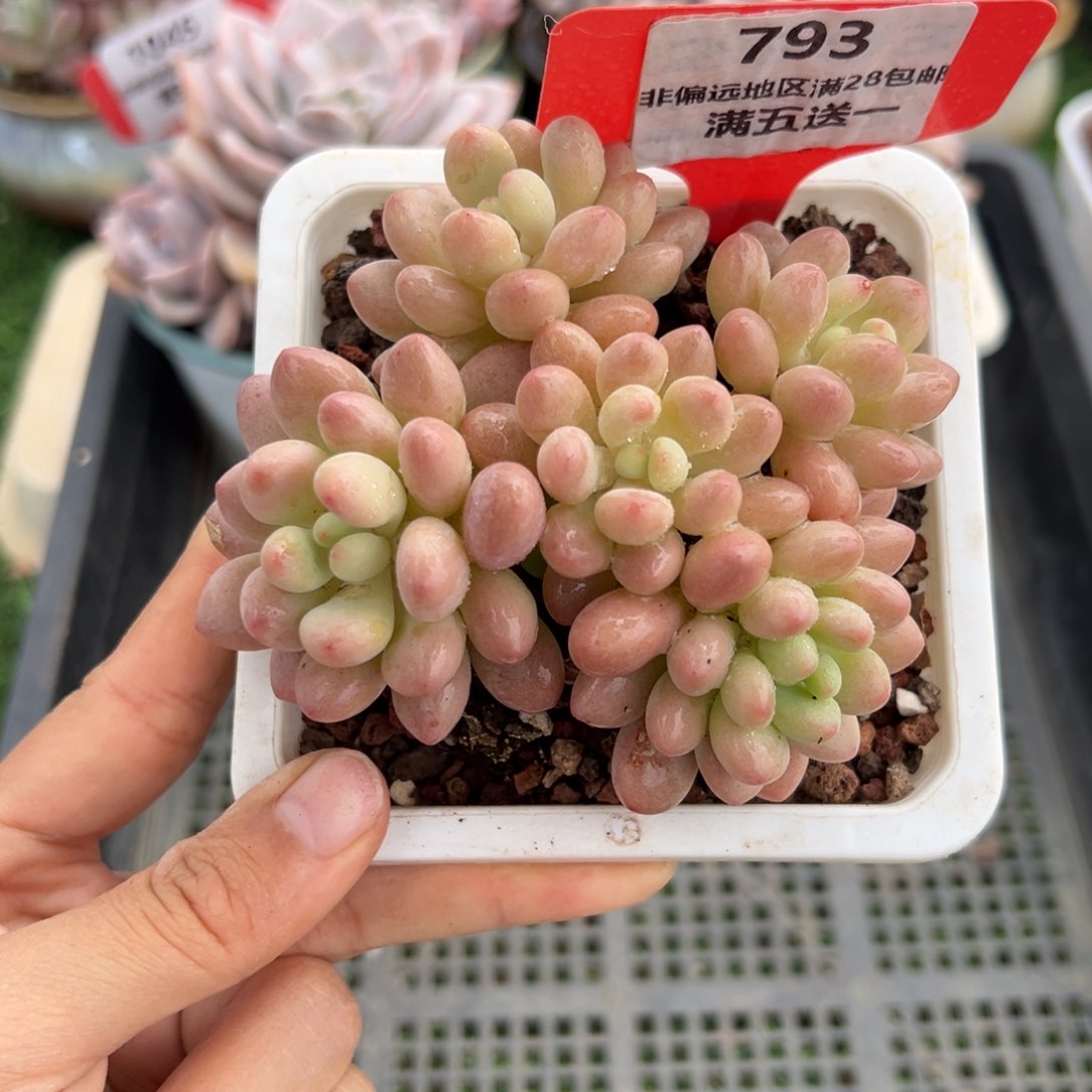 表妹精品精品多肉793.