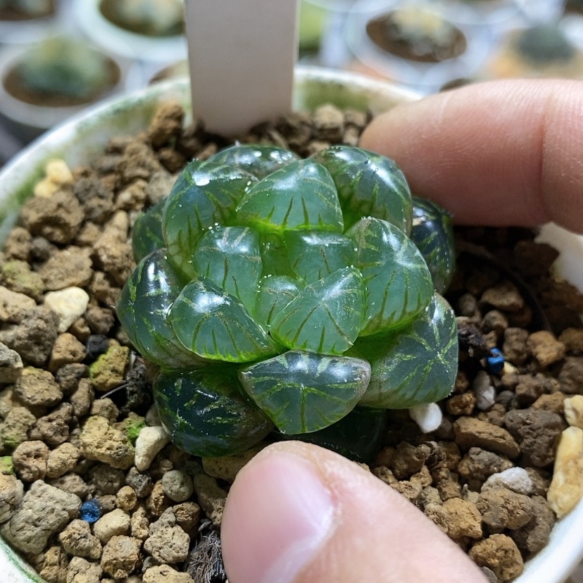 【闪购商品】168实生