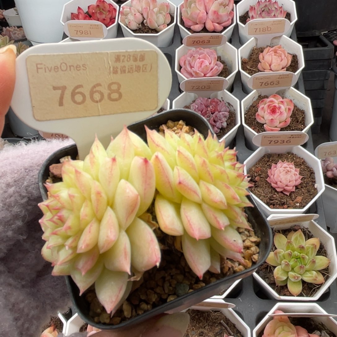 翡翠7668-5.5厘米