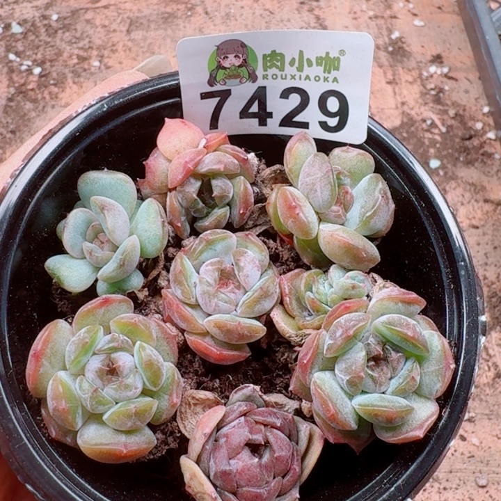 多肉植物多肉植物