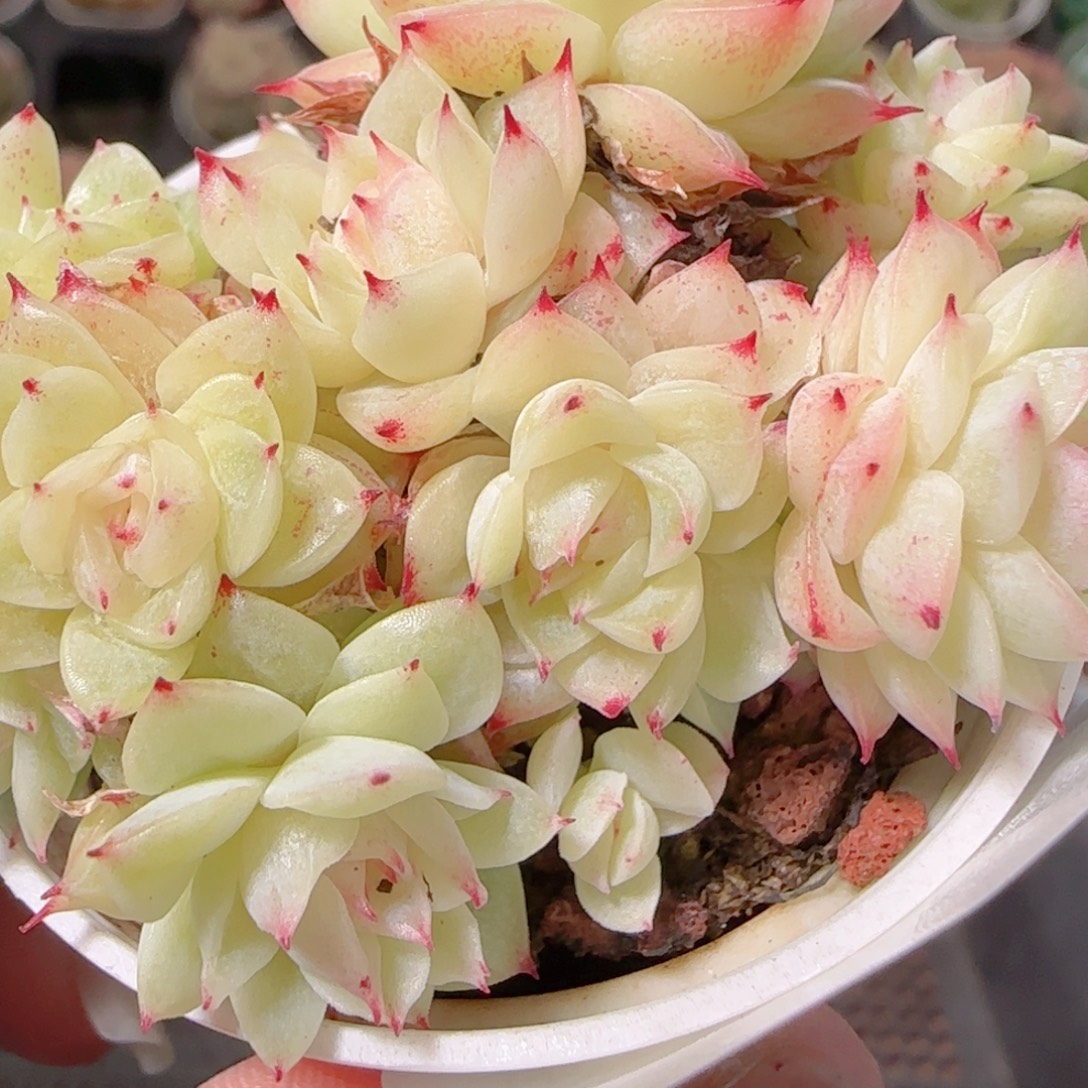 花语逸镜1129-229散