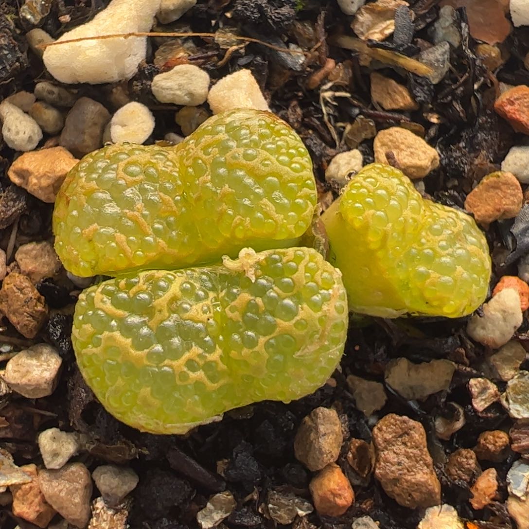 782多肉植物百科