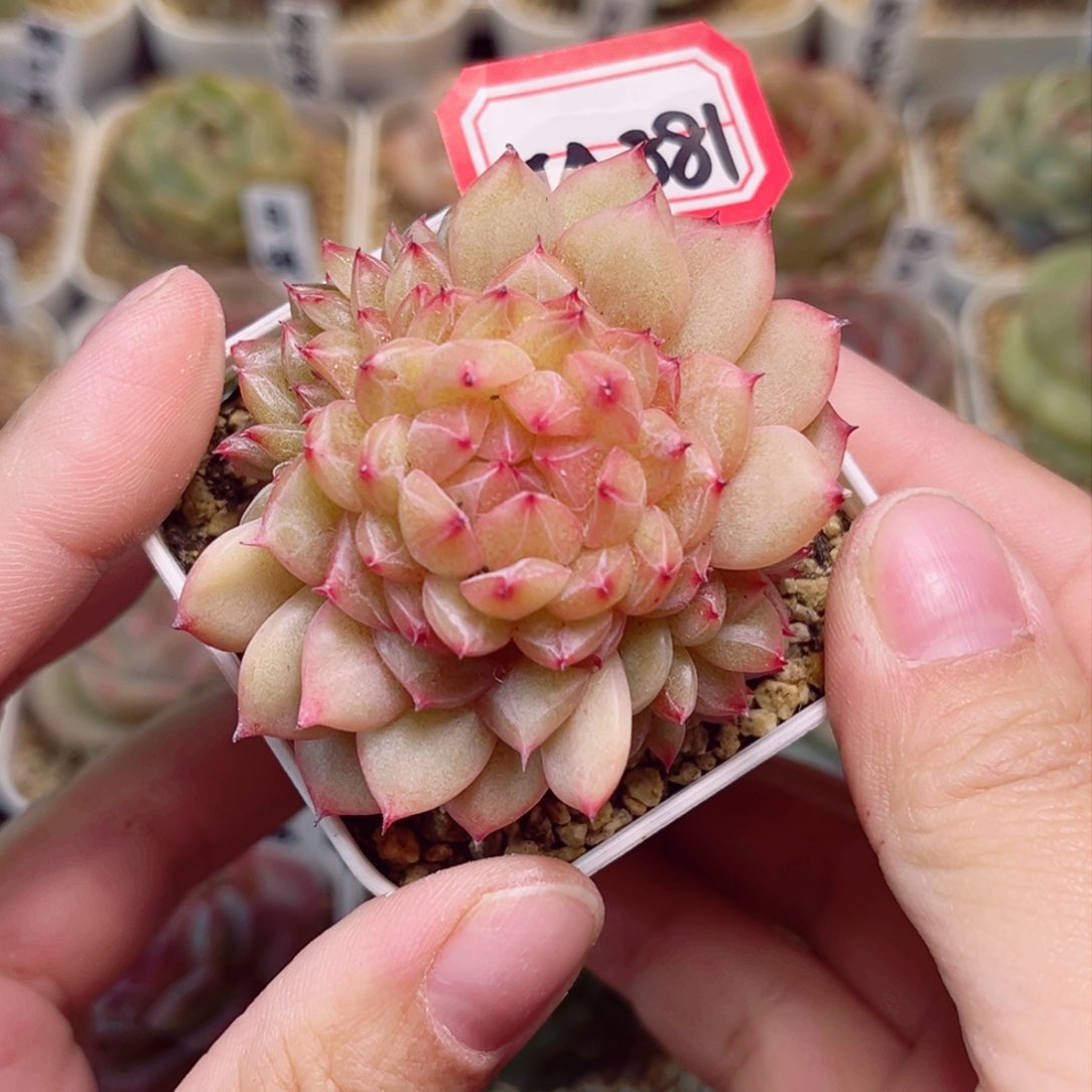 M881一物一拍 精选孤品珍妮