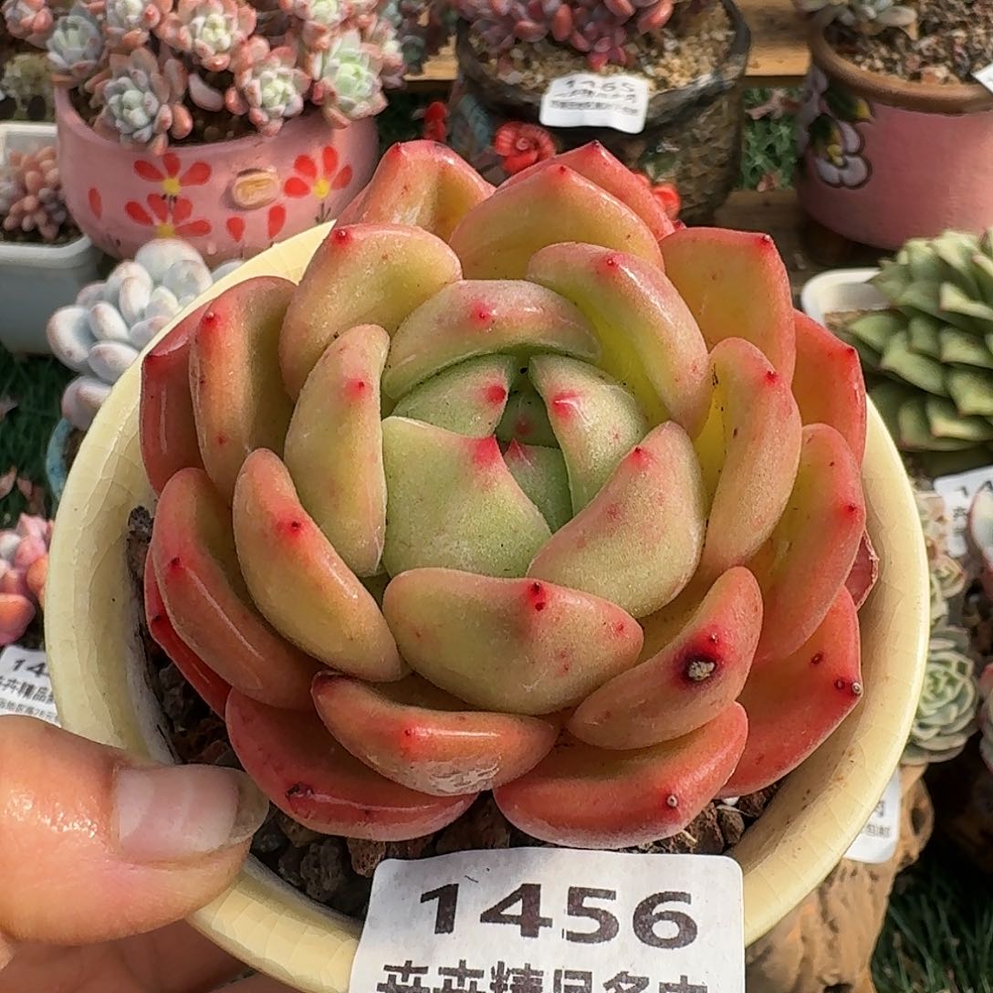 1456一物一拍（满28包邮）