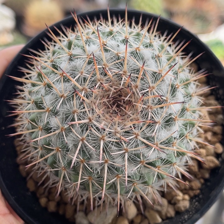 白王丸             实生根