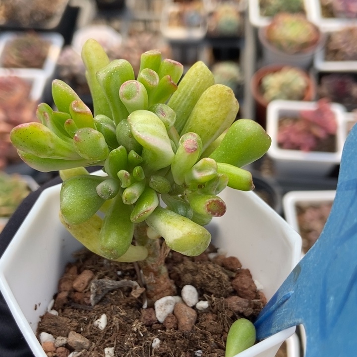 3吸财树锦多肉植物