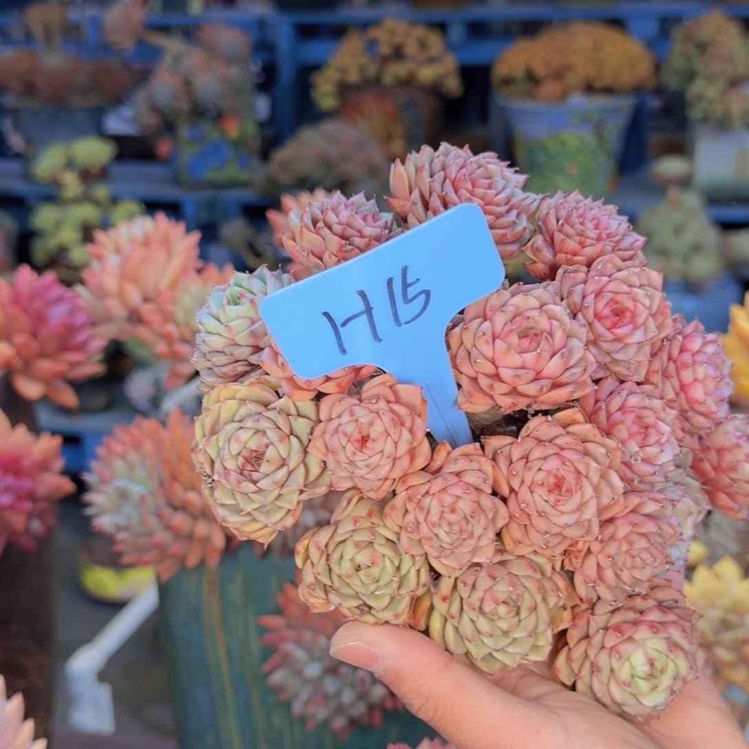 用****0多肉植物的生长发育