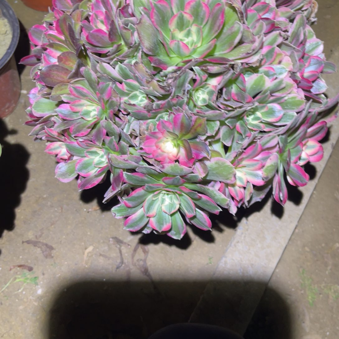 12-19-85男神法师锦