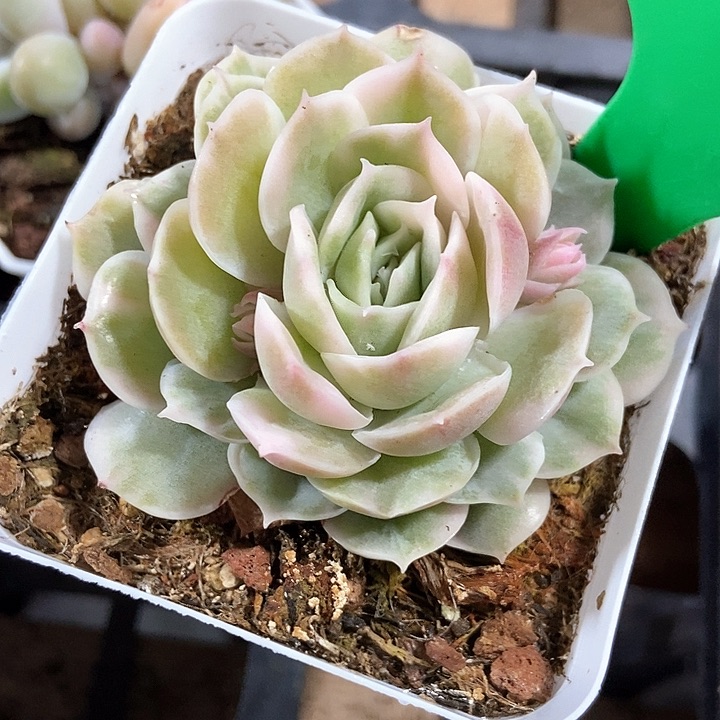 多肉植物昂斯诺锦1004