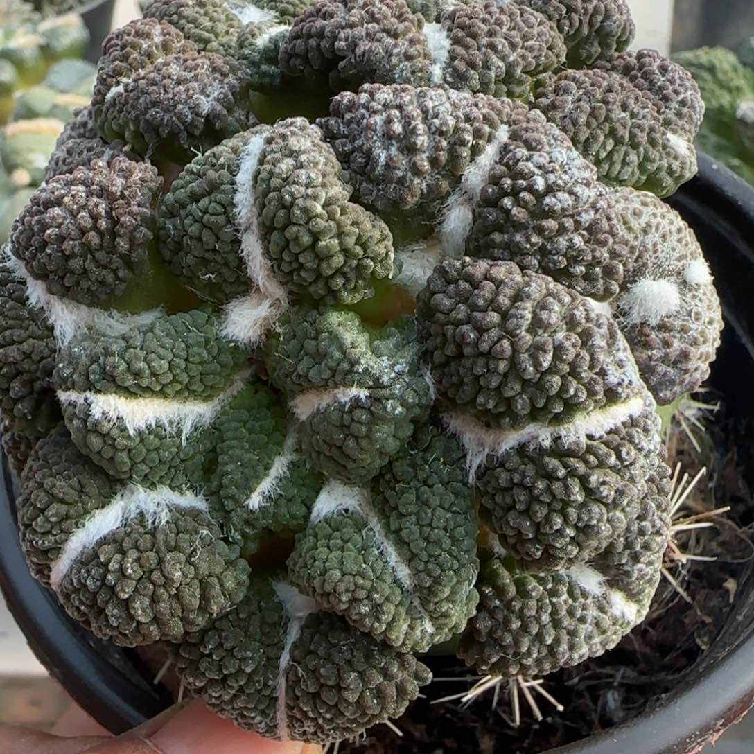 物***更无花朵双头特大尤黑