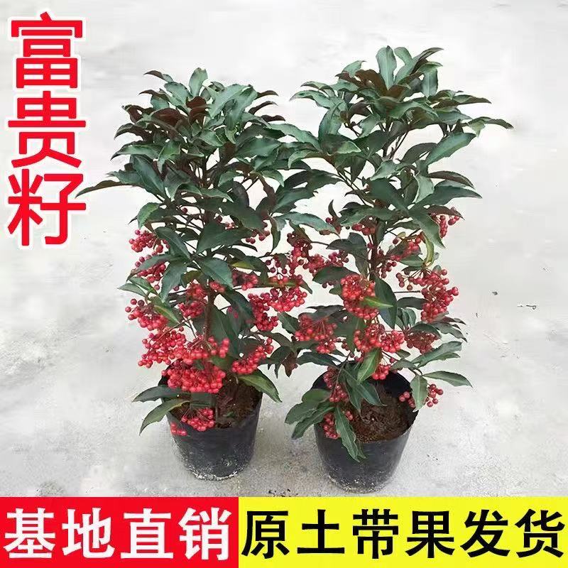 【60-70公分】富贵籽带红果盆栽黄金万两金玉满堂喜庆花卉植物室内