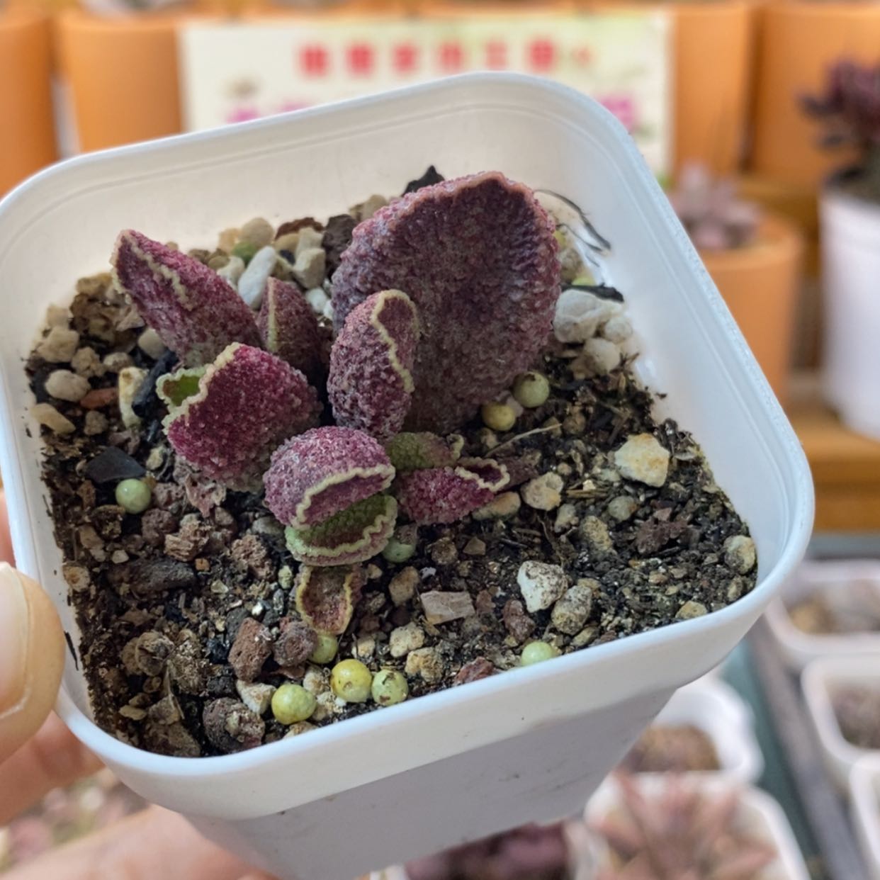 【闪购商品】无花朵紫水晶