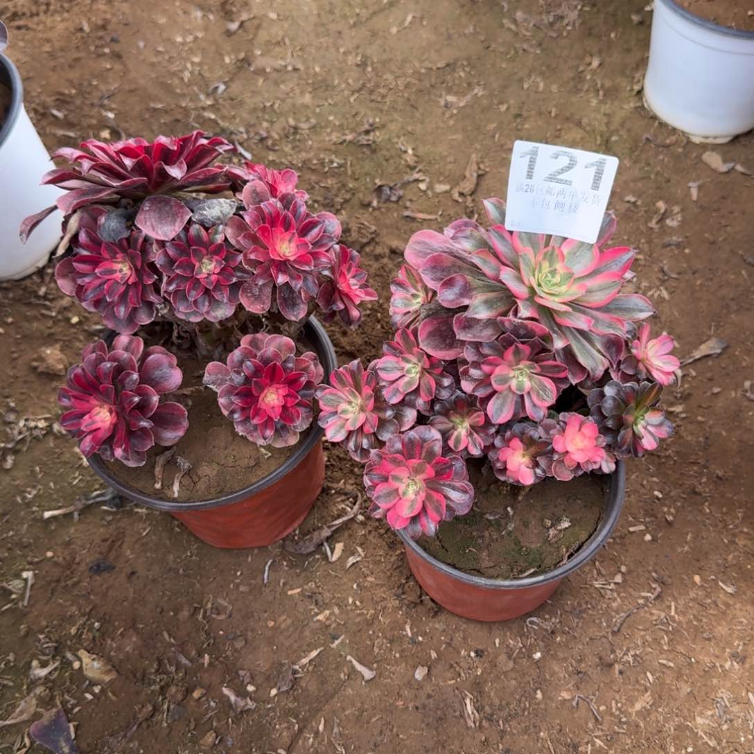 楚****售121号2颗美杜莎清棚不包损