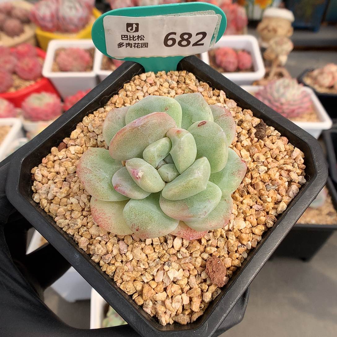 682 冰玉石化多肉