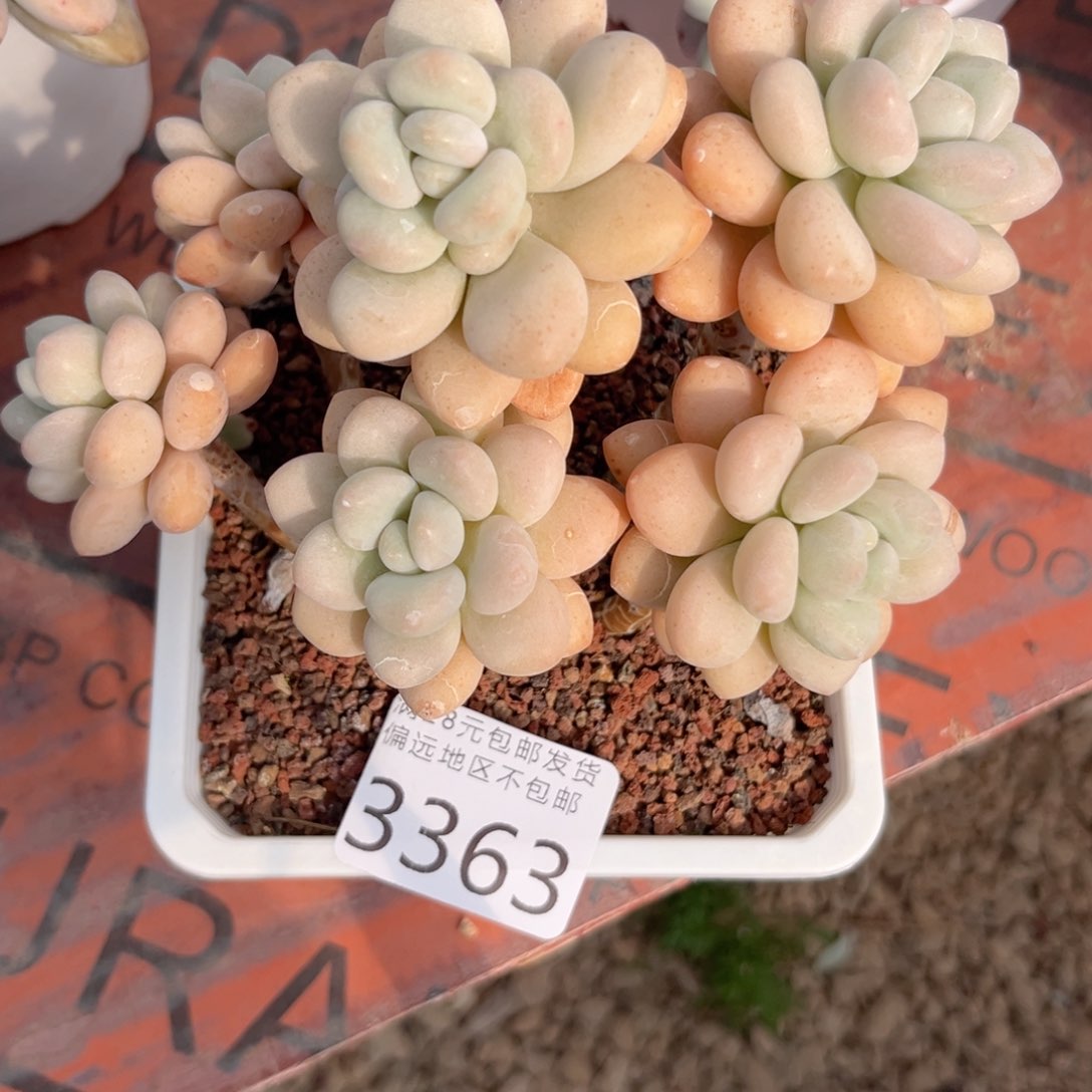 q3363:（ch b b b b b