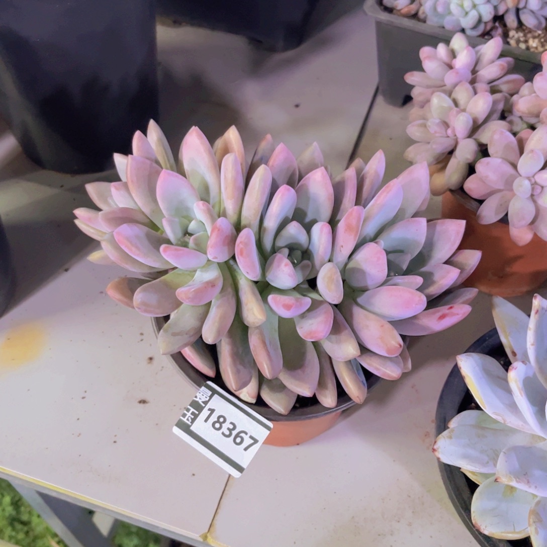 奥普多肉植物18367