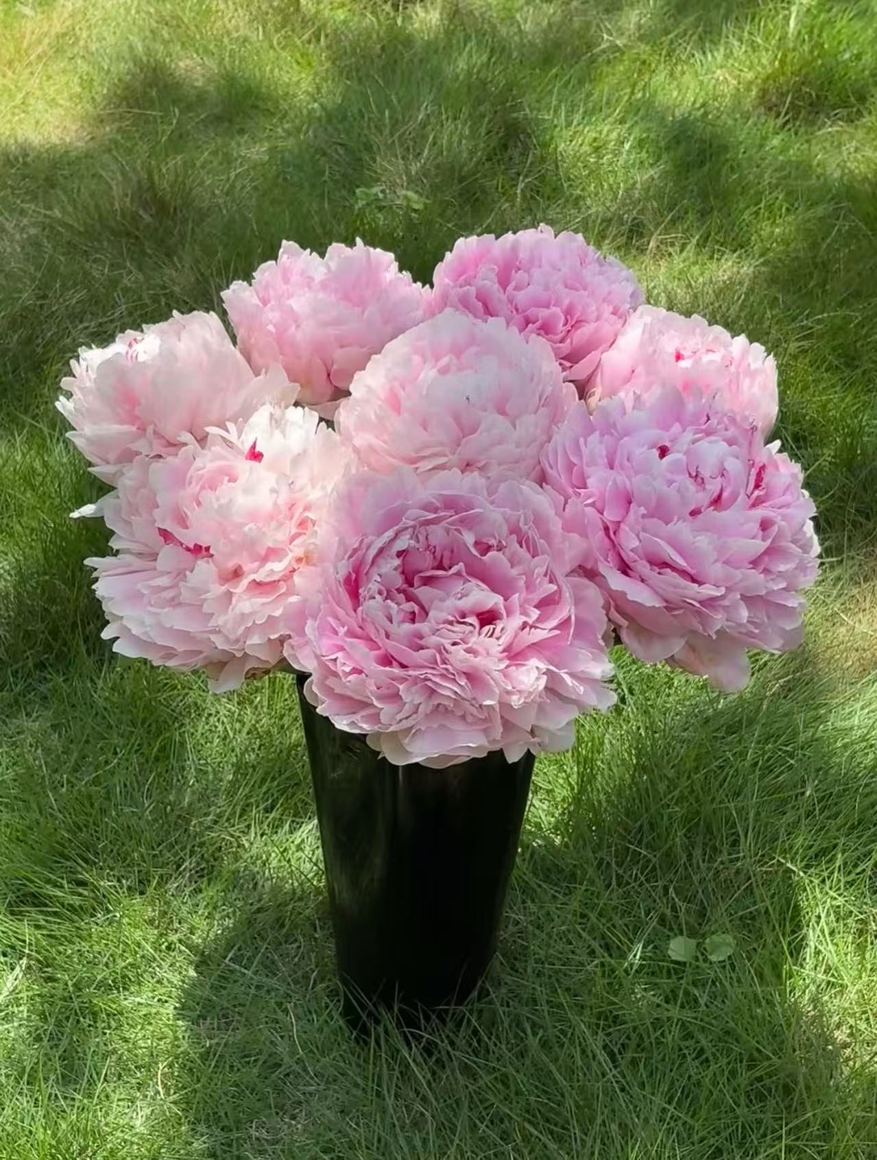 国产芍药牡丹花【一物一拍】
