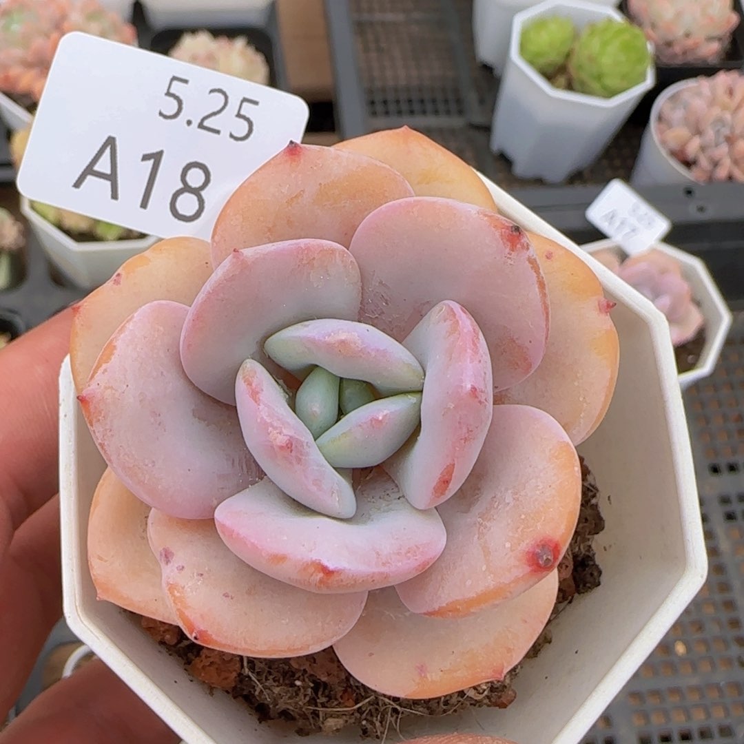 奶茶单头一颗脱土