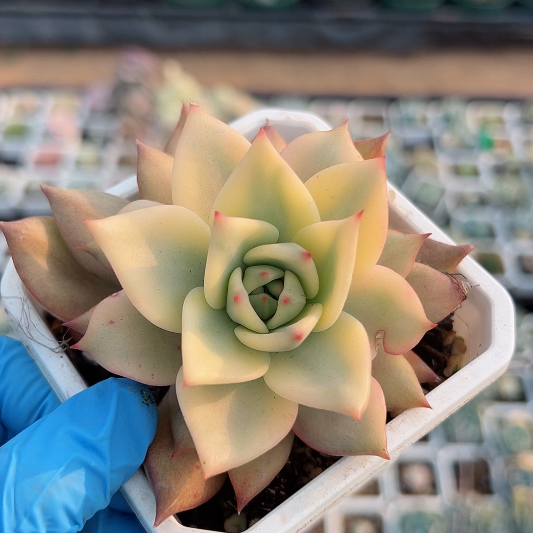 卡梅拉锦，覆轮锦