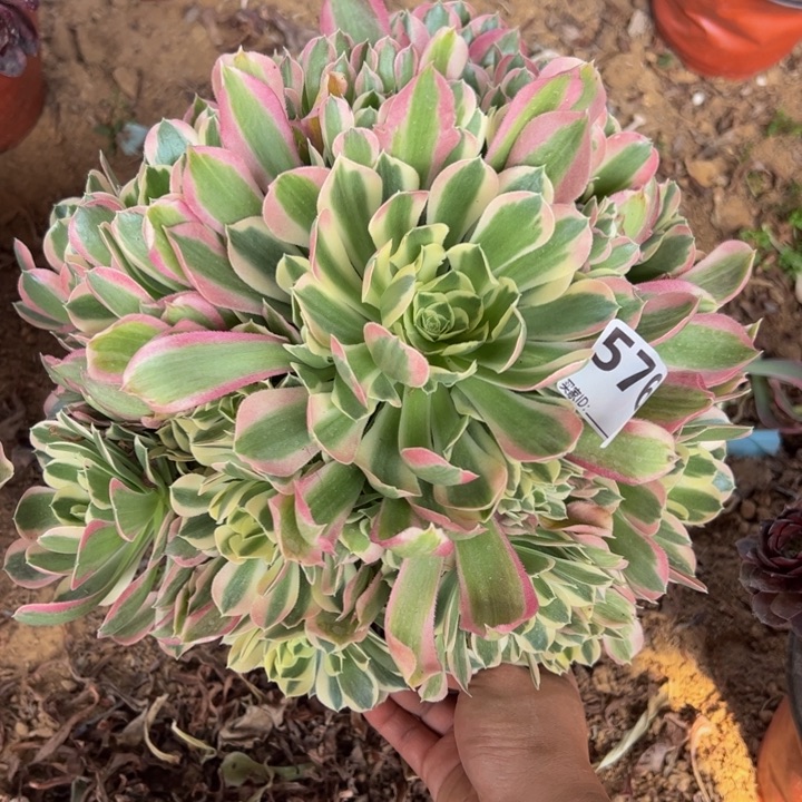 白凤多肉植物576