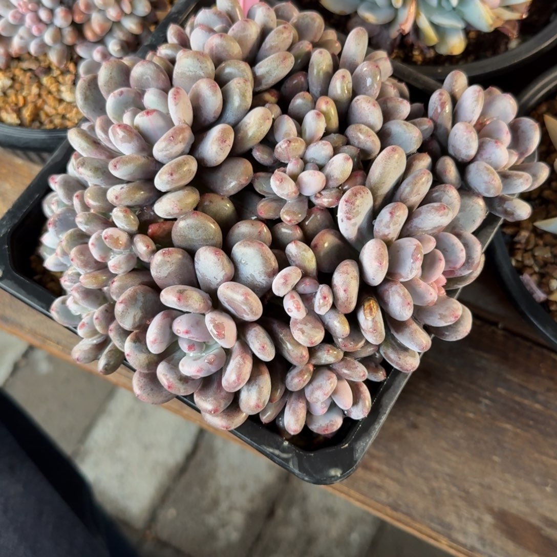 香香雪111111111111111111111