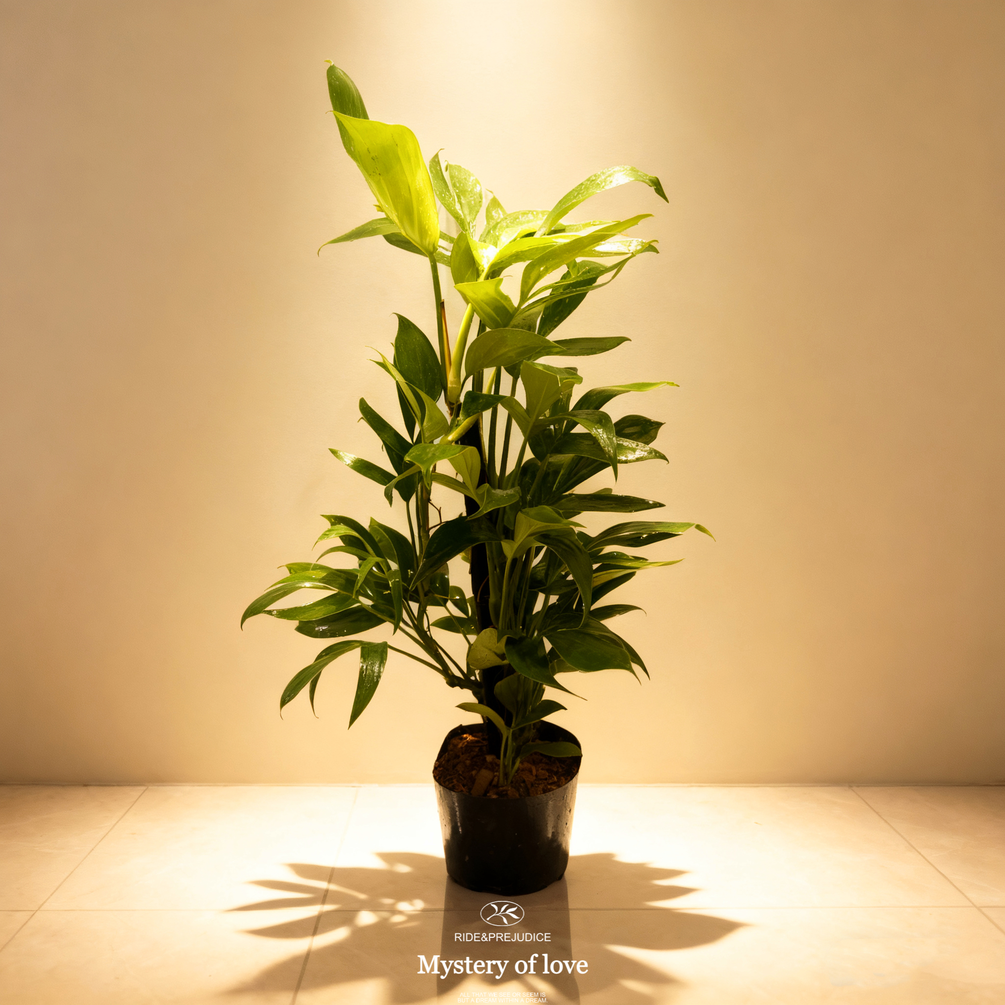 麒麟尾龟背大型绿植室内土培开背植物四季常青精华空气吸甲醛