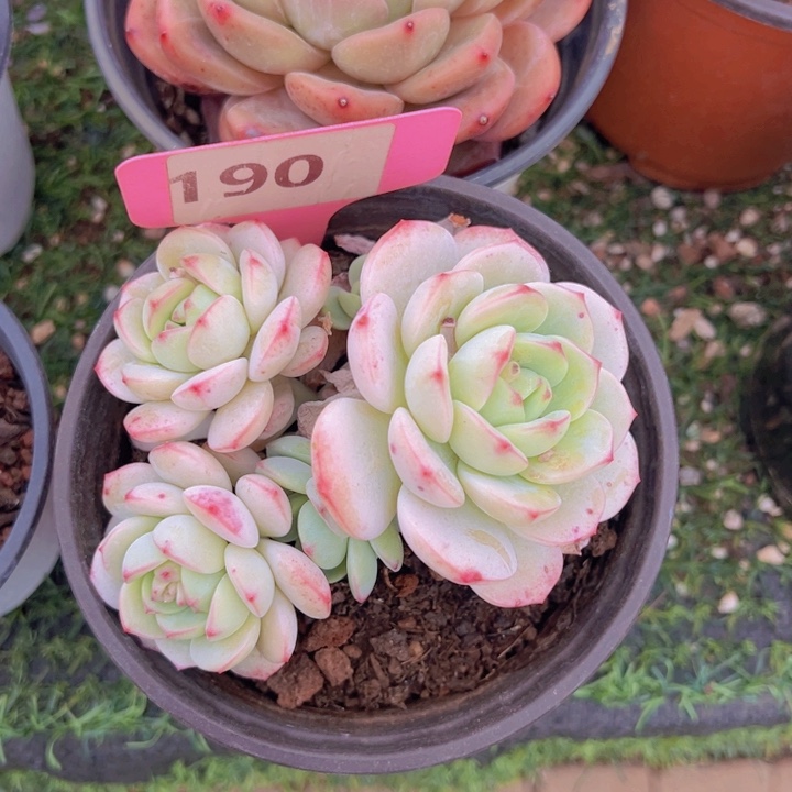 健健康康平平安安