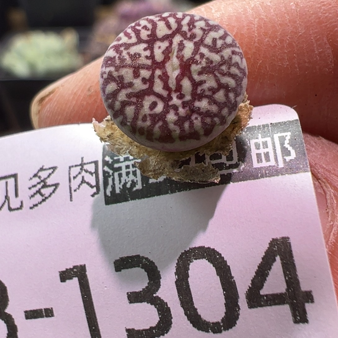 多肉植物1111111111111