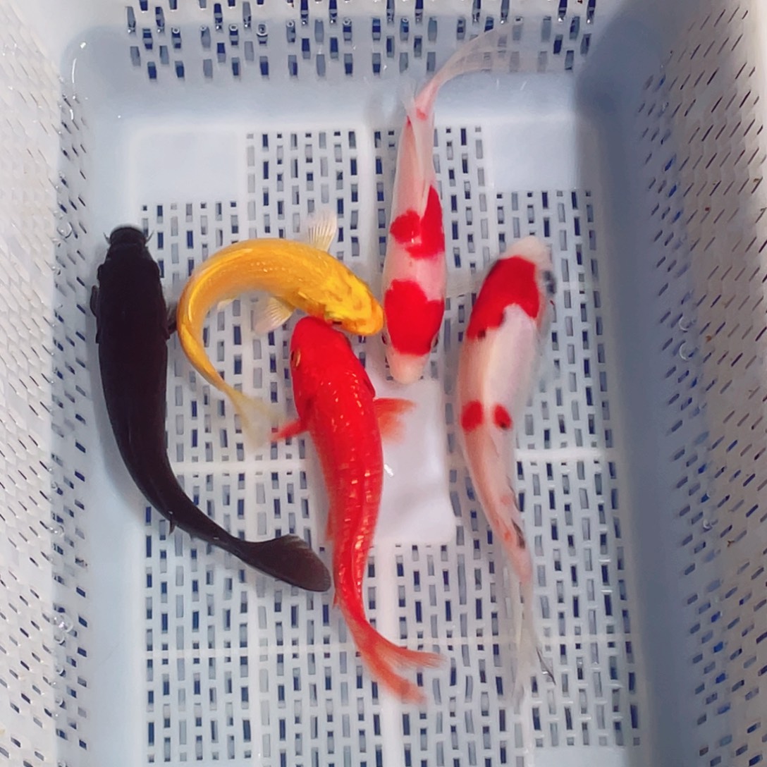 锦鲤锦鲤观赏鱼161718