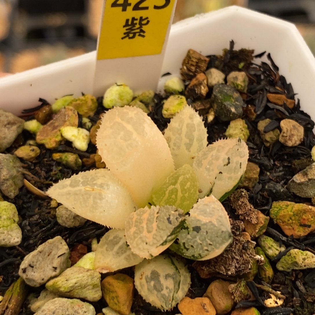 423具味城寿多肉植物