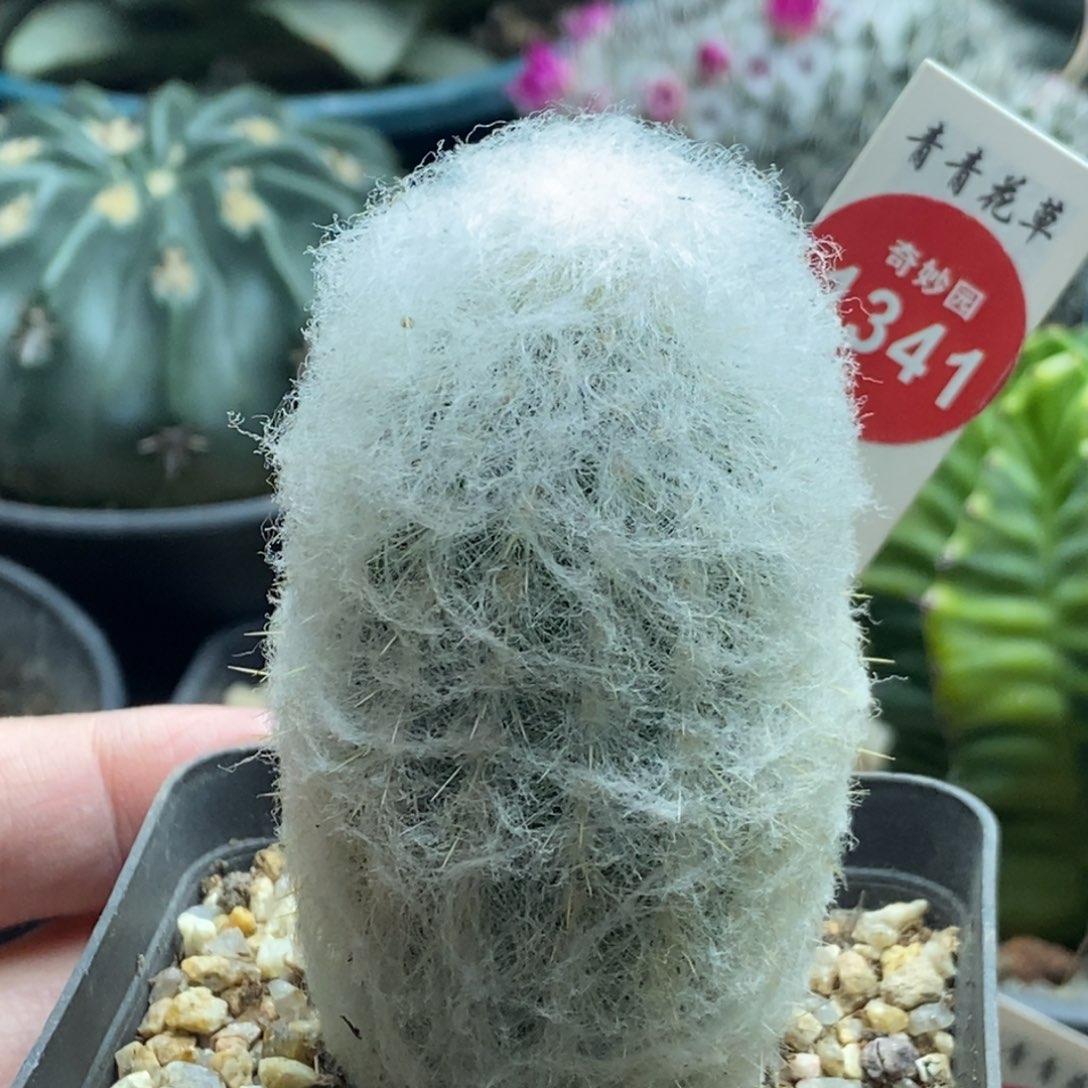 实生浓毛老乐柱一颗仙人球