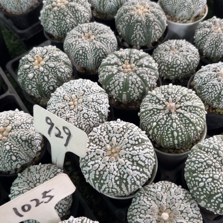 兜四个双十二福利好养带盆发