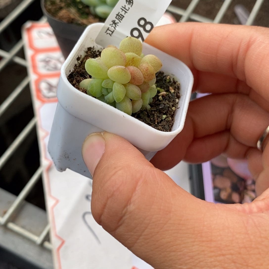 周*见标签598伊人泪一个多肉